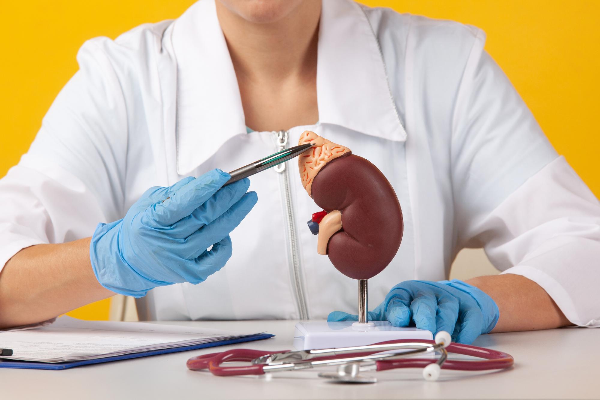 doctor showing pen plastic model human kidney closeup