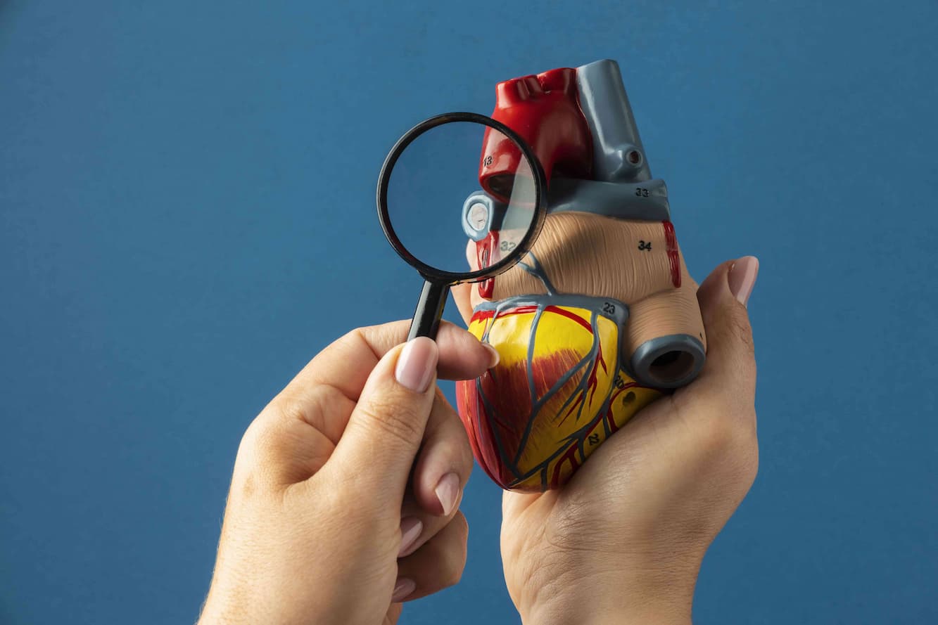 view of anatomic heart